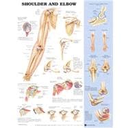 Shoulder and Elbow Anatomical Chart
