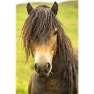 Exmoor Pony Horse Journal