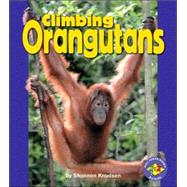 Climbing Orangutans