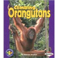 Climbing Orangutans