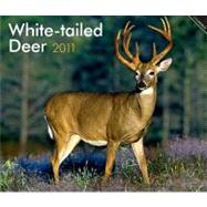White-tailed Deer 2011 Calendar