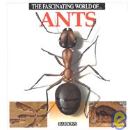 The Fascinating World of Ants