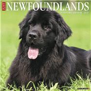 Just Newfoundlands 2020 Calendar