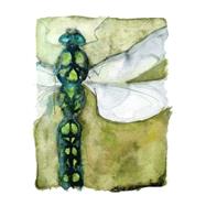Dragonfly Notecards