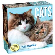 Cats 2020 Calendar