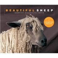 Beautiful Sheep Portraits of champion breeds