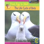 The Life Cycle of Birds: From Egg to Adult