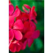 Pink Geranium Flower Journal