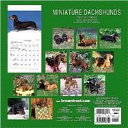 Dachshunds, Miniature, 2002 Calendar
