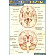 Quick Study The Brain