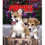 Puppies Weekly 2006 Calendar