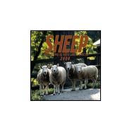 Sheep 2000 Calendar
