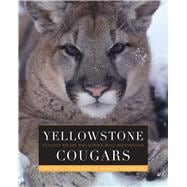 Yellowstone Cougars