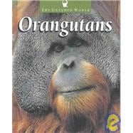 Orangutans