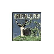 White-Tailed Deer 2001 Calendar