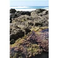 New Zealand Seaweeds An Identification Guide