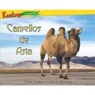 Camellos de Asia / Camels of Asia