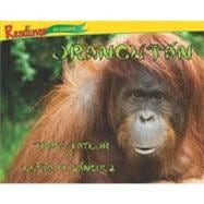 Orangutan / Orangutan