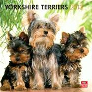 Yorkshire Terriers 2013 Calendar