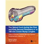 The Spinal Cord during the First and Early Second Trimesters 4- to 108-mm Crown-Rump Lengths