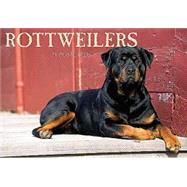 Rottweilers : Postcard Book