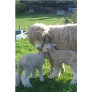 New Zealand Romney Ewe and Lamb Sheep
