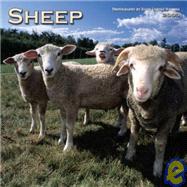 Sheep 2003 Calendar
