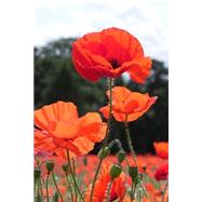 Field of Orange Red Poppy Flowers for the Love of Flowers