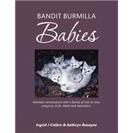 Bandit Burmilla Babies