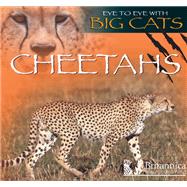 Cheetahs