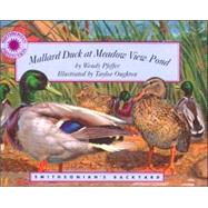 Mallard Duck at Mountain View Pond
