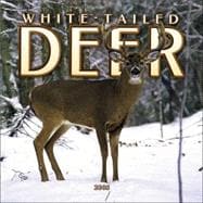 White-tailed Deer Mini 2005 Calendar