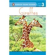 Giraffes