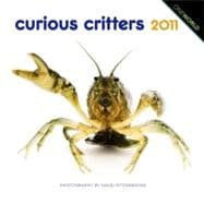 Curious Critters 2011 Calendar