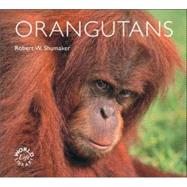 Orangutans